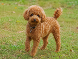 元の愛犬の写真