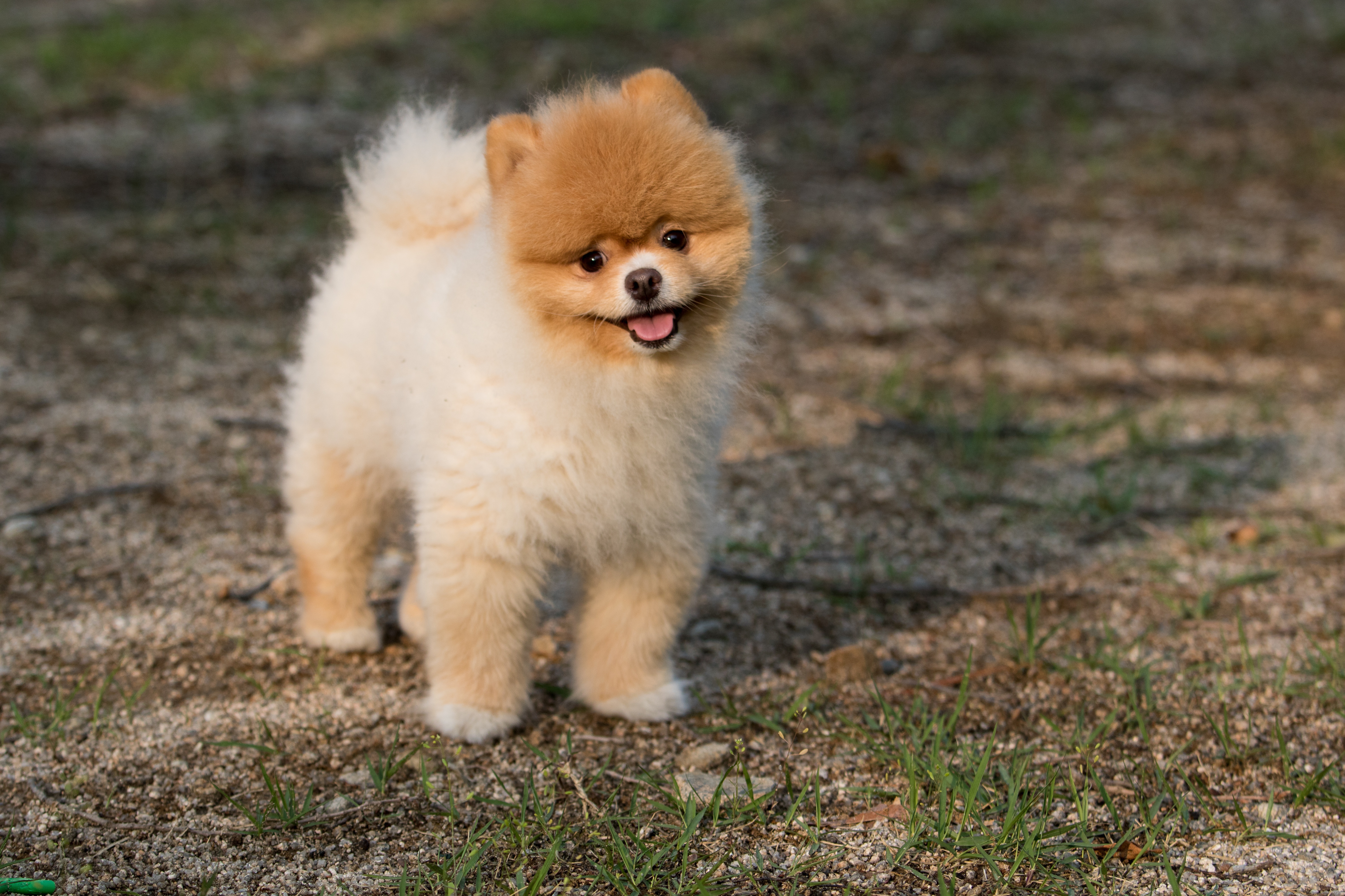 元の愛犬の写真